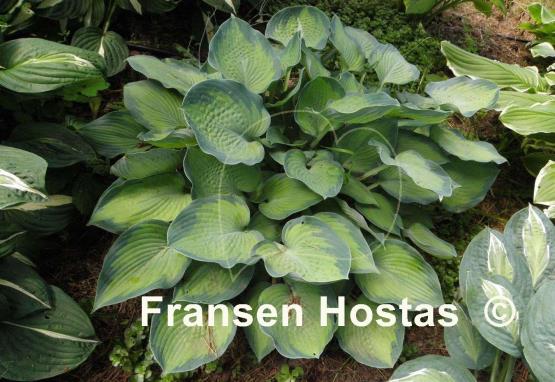 Hosta Punky